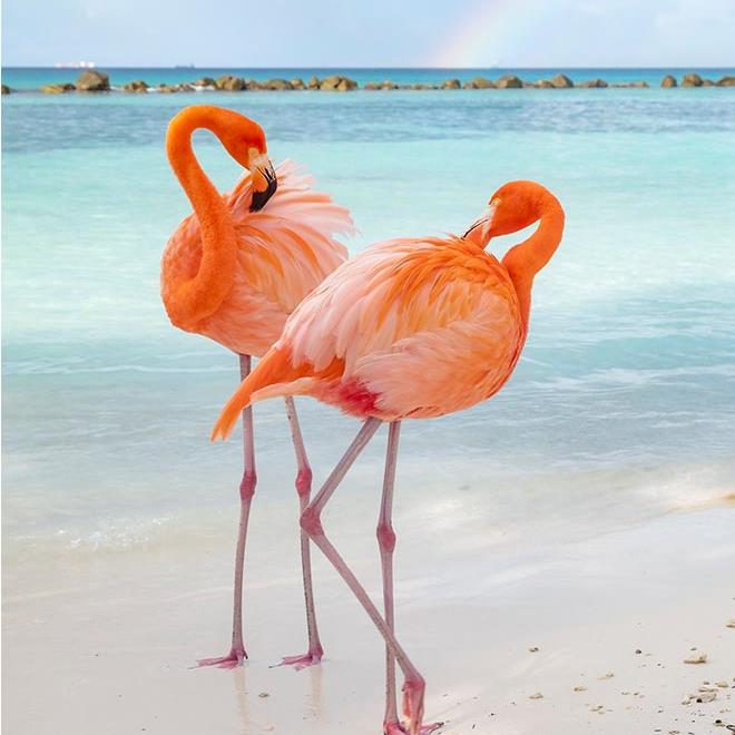 Caribbean Highlights Wildlife