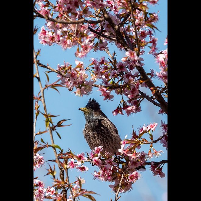 Native Himalayan bird species